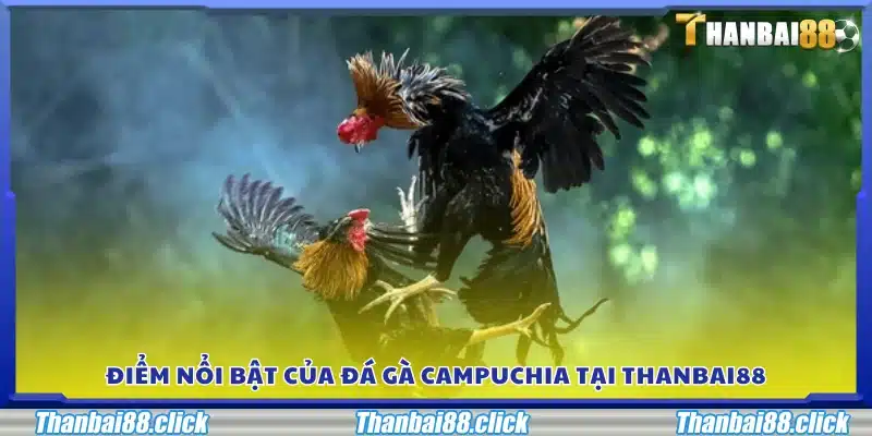 Thế mạnh khiến đá gà Campuchia tại Thanbai 88 được yêu thích