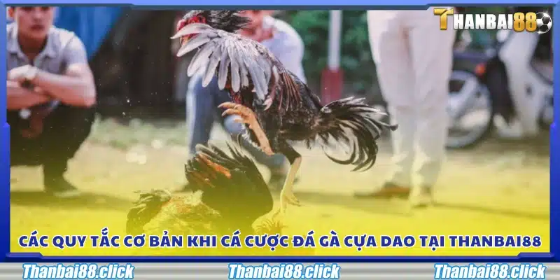 Những nguyên tắc cần biết khi tham gia cá cược đá gà cựa dao