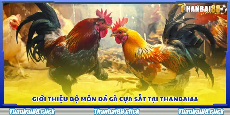 Giới thiệu về đá gà cựa sắt trên nền tảng Thanbai88