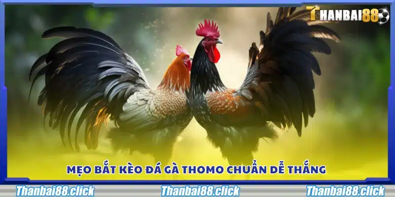 Bí quyết chọn kèo đá gà Thomo chính xác để gia tăng tỷ lệ thắng