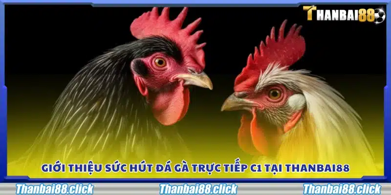 Khám phá sự hấp dẫn của các trận đá gà trực tiếp C1 tại Thanbai88