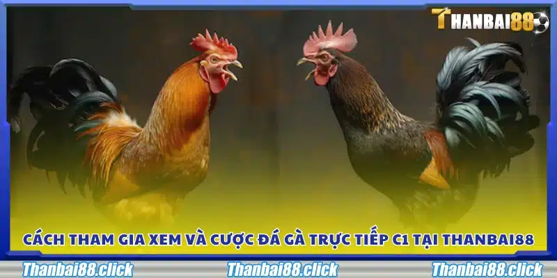 Quy trình tham gia xem và cá cược đá gà C1 tại nền tảng Thanbai88