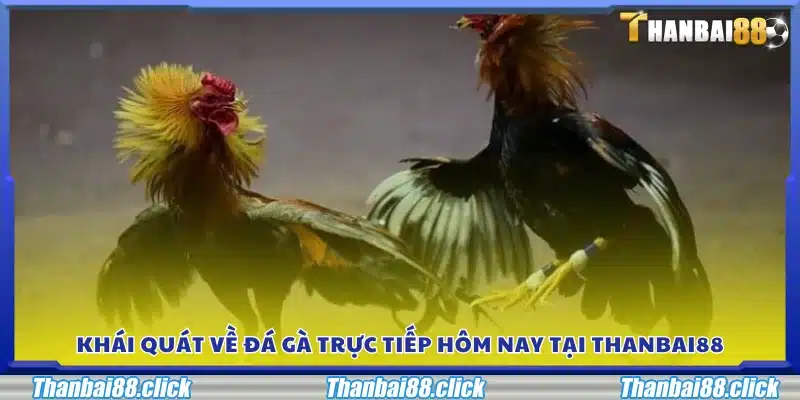 Giới thiệu chung đá gà trực tiếp hôm nay tại Thanbai88